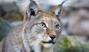 Taking deposits on 2021 sand cat kittens and eurasian lynx cubs, both are due in may. Lynx Cats Key Facts Information Pictures