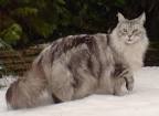 List of 15 Different Colors Of A Maine Ideal Cat! – Maine ...