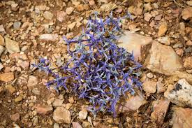 Djebel Zaghouan — Nicholas Hazard Collins