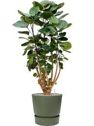 Aralia (Polyscias) 'Fabian'