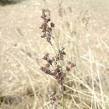 Image result for Juncus kraussii