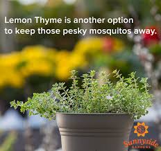 The citronella plant (also called mosquito plant) is one of the most popular plants that repel mosquitoes. 10 Plants You Didn T Know Repel Mosquitoes Sunnyside Gardens