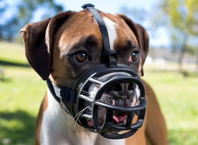 Muzzles