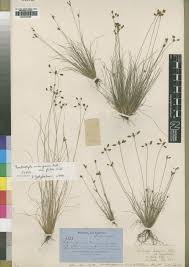 Image result for Bulbostylis scabricaulis
