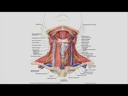 It shows that the oral cancer that had been present in the throat or the back of the tongue has metastasized into one of the lymph nodes present in the neck. Why Is There A Lump In My Neck And Do I Need To Worry Youtube
