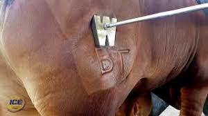 Thus, the first letter on all brands is s, followed by. Freeze Branding Cattle Dry Ice 4 Farming Dry Ice International Youtube