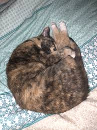 Why does my cat follow me everywhere? KasetÄ— Uzdanga Puikus Why Does My Cat Sleep On My Legs Comfortsuitestomball Com