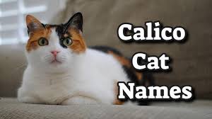 Funcatnames.com offers many calico cat names to choose from when naming your own cat. 200 Best Calico Cat Names With Meanings Petmoo