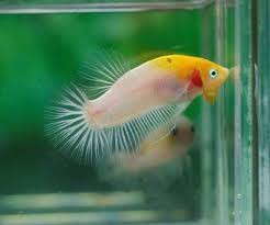 Dijual ikan cupang plakat yellow banana male size m murah. Plakat Tancho Ikan Cupang Ikan Betta