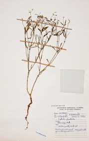 Image result for Euphorbia pfeilii