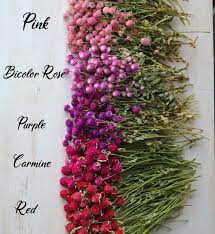 Pin On Beautiful Flower Drie