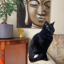 Ruthy Doolittle Wellness