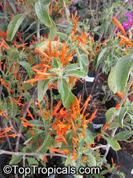 Image result for Justicia sp. A cf. engleriana