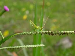 Image result for Schoenoplectus muriculatus