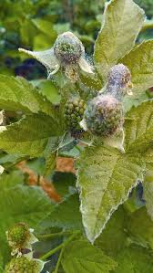 Image result for spotted spider mite