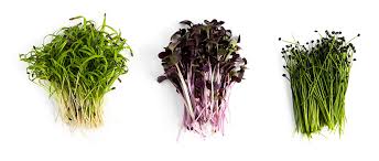 Organic power protein sprouting seed. Sprout Seeds Grow Sprouts Microgreens More 1 Lbs Organic Fenugreek Sprouting Seeds Plants Home Living Delage Com Br