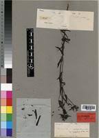 Image result for Conostomium natalense