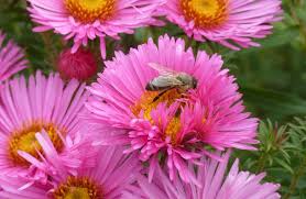 Der Bienen Und Insektengarten Insekten Bienen Garten