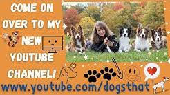 Crates are an essential tool for the typical dog household. Susan Garrett Youtube