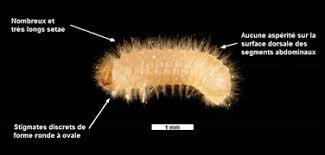 Stegobium Paniceum Wikipedia