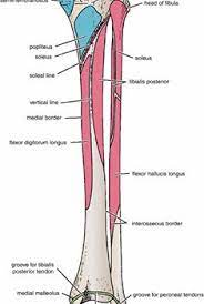 Pin On Muscle Anatomy