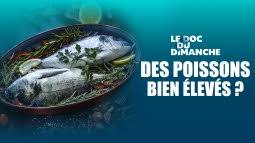 Le Doc Du Dimanche Tous Les Episodes En Streaming France Tv
