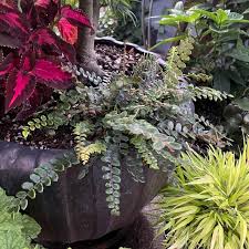 Image result for Pellaea doniana