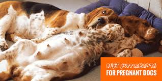 We did not find results for: 10 Best Supplements For Pregnant Dogs Uti Vitamins Probiotics