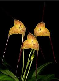 Image result for Rangaeris muscicola