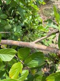 Image result for Crossopteryx