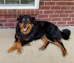 English shepherds were not bred to be specialized to work one type of livestock as some recent herding. National English Shepherd Rescue English Shepherd Dog Rescue Group