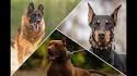 Rawr! The Top 10 Most Protective Dog Breeds (To Keep Your ...