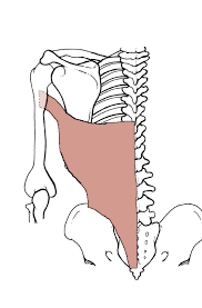 Anatomical name for the human lateral side of the upper back. Anatomy Tables Back Spinal Cord