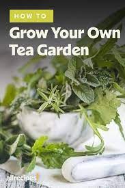 How To Grow Your Own Tea Garden Easy Herbs To Grow Tea Garden Grow Your Own Food