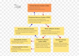 Classification Of Peripheral Nerves Central Nervous System Organisation Hd Png Download 622x513 5483256 Pngfind