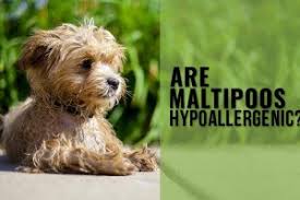 How much does a dog ultrasound cost? How Much Does A Dog X Ray Cost For Ultrasound Mri Ct Scans Petmoo