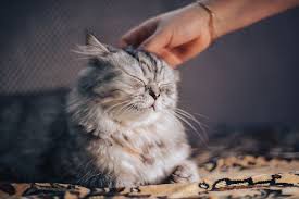 42 Great Cat Quotes Thoughts On Funny Inspirational Cats Excitedcats