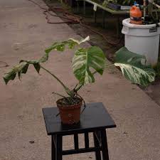 Image result for Selago albomarginata