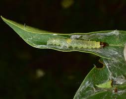 Image result for Archips rosanus