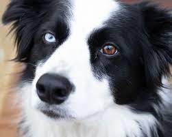 De meeste honden hebben bruine ogen, maar er zijn enkele honden met blauwe ogen die er zijn. 8 Hondenrassen Met Blauwe Ogen Hondenfun Nl