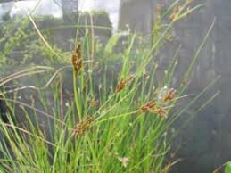 Image result for Fimbristylis dichotoma