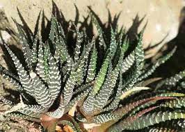 Check spelling or type a new query. Types Of Succulents Species Varieties Identification Pictures