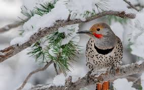 서울과학기술대학교 디자인학과의 영상 전공학회 플리커스의 공식 계정입니다. Northern Flicker Audubon Field Guide