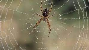 Natural Ways To Keep Spiders Out Of The Yard In 2021 Spider Spiders Repellent Spider Spray