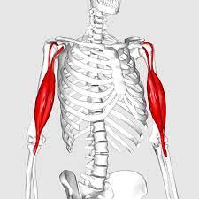 Biceps Brachii Long Head Supraglenoid Tubercle Of Scapula Short Head Coracoid Process Of Scapula Origin B Biceps Biceps Brachii Physical Therapy Student