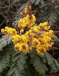 Image result for Peltophorum pterocarpum