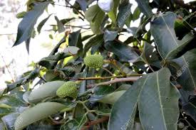Sweet red cherries image by olga. Litchi Chinensis Lychee Litchi Evergreen Tropical Tree With Dark Green Shining Leaves And Round To Ovoid Fruits Ripening Red With Small Protuberances Edible White Pulp Inside Surrounding A Large Seed Stock Photo