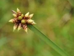 Image result for Schoenoplectiella