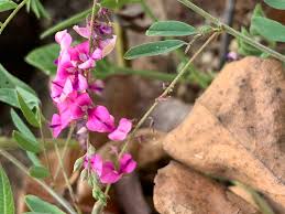 Image result for Indigofera vicioides