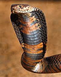 Mozambique Spitting Cobra Naja Mossambica King Cobra Snake Snake Images Beautiful Snakes